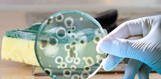 rengör hemmet fritt från bakterier och baciller